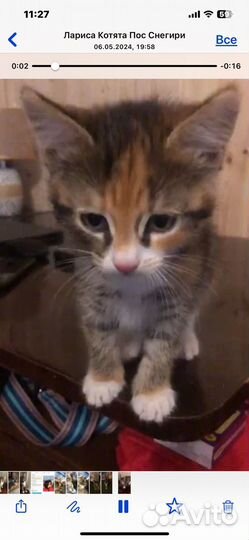 Котята в добрые руки