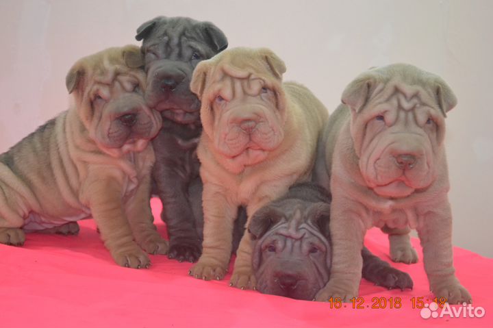 Плюшевые складочки