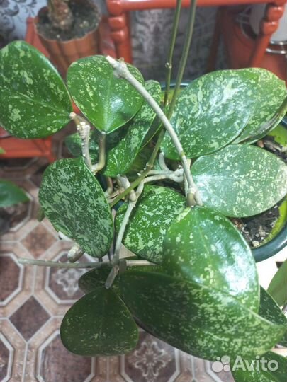 Хойи укорененные и срезом