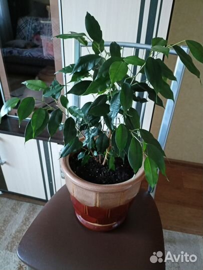 Фикус бенджамина