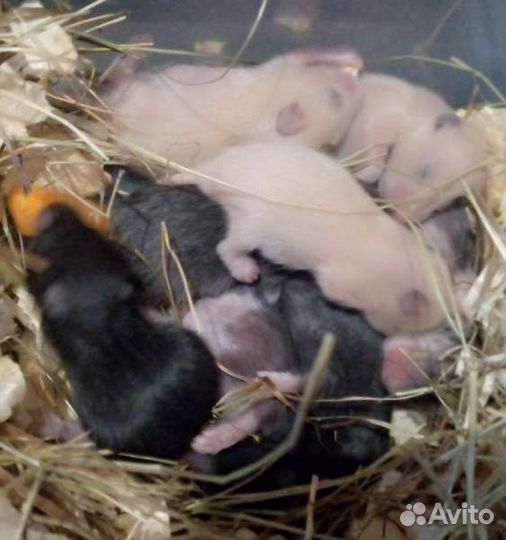 Сирийские хомяк