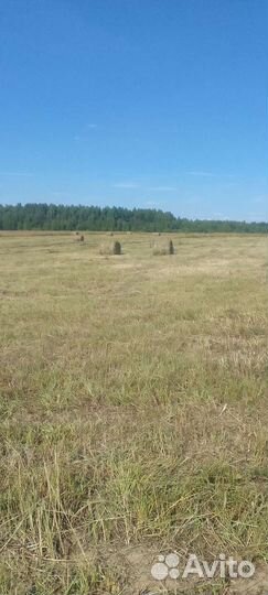 Лесное луговое сено