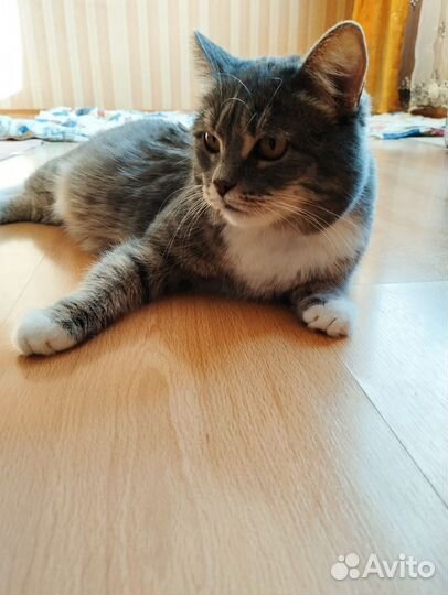 Кошка Анфиса ищет дом