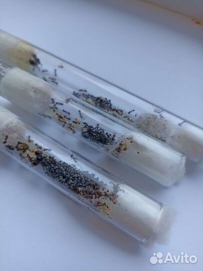 Муравьи жнецы Messor structor