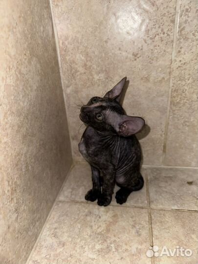 Донской сфинкс котята