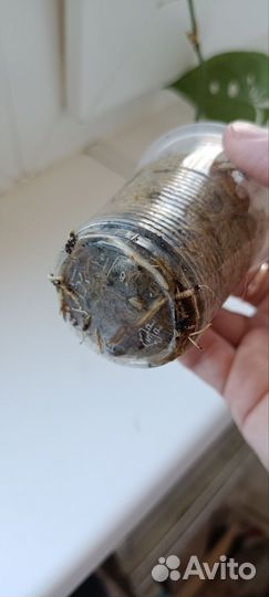 Амидриум Медиум Сильвер(Монстера)