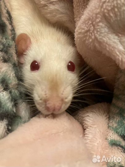 Крыса девочка с клеткой