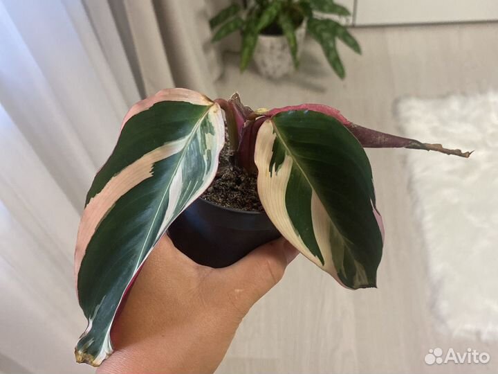 Строманта триколор