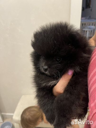 Померанский шпиц девочка