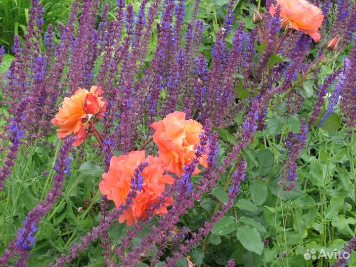 Шалфей дубравный