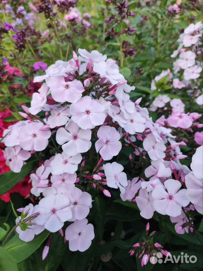 Флоксы многолетние сортовые