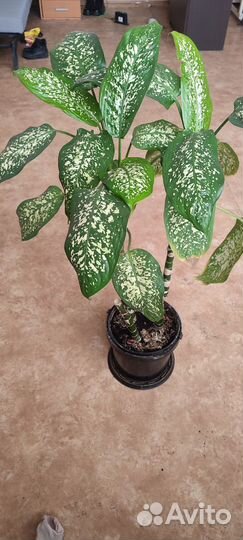 Диффенбахия цветы