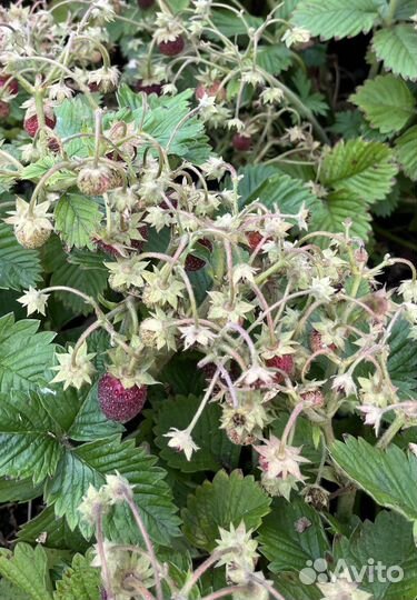 Саженцы земляники садовой