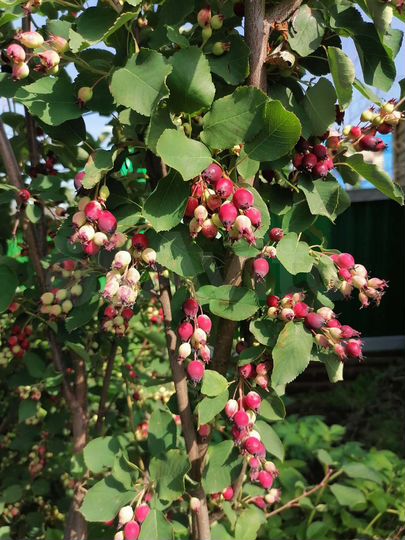 Дом 145 м² на участке 12,8 сот.