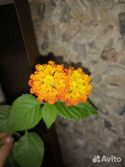 Лантана с бутонами