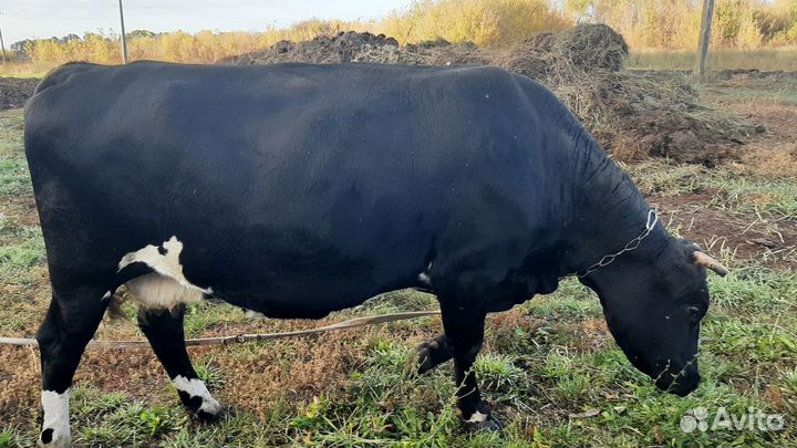 Корова высокоудойная