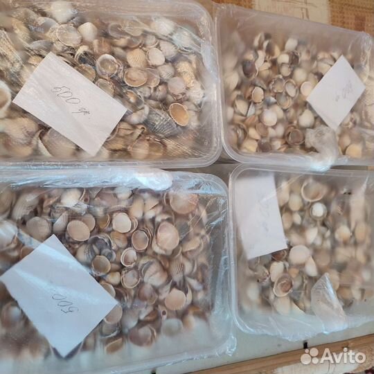 Ракушки Азовского моря