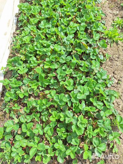 Рассада клубники копанки чёрный принц, альба 15 р