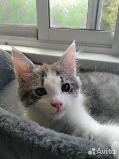 Мейн-кун Европейский тип 3-х месячный