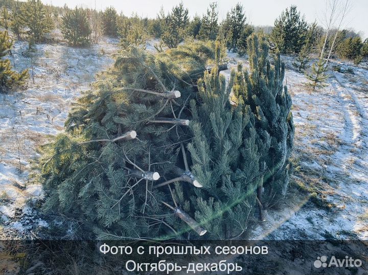 Сосна сентябрьская новогодняя опт