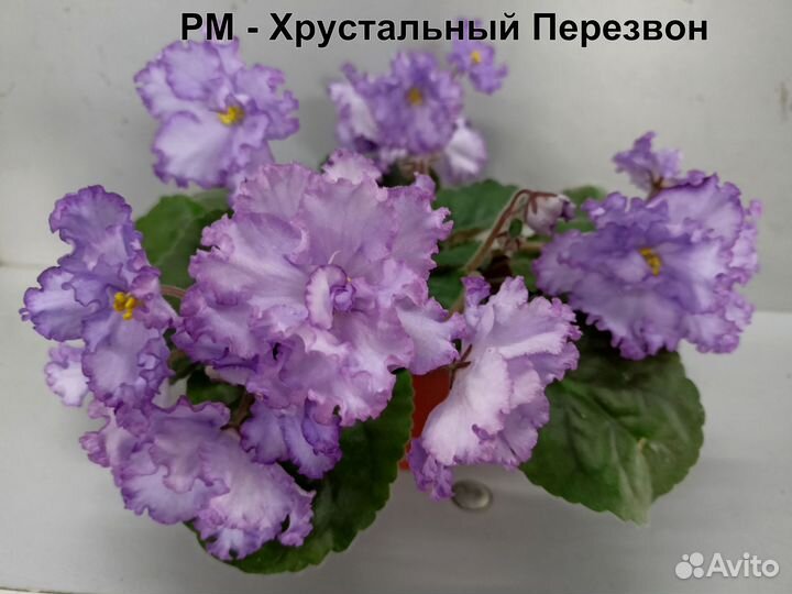 Цветущие фиалки