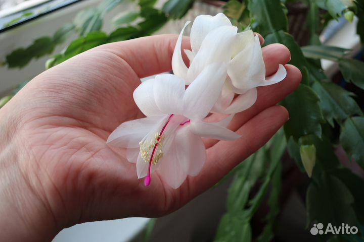 Отростки декабриста шлюмбергера