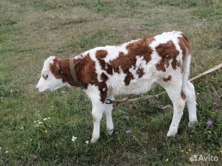 Продается телочка