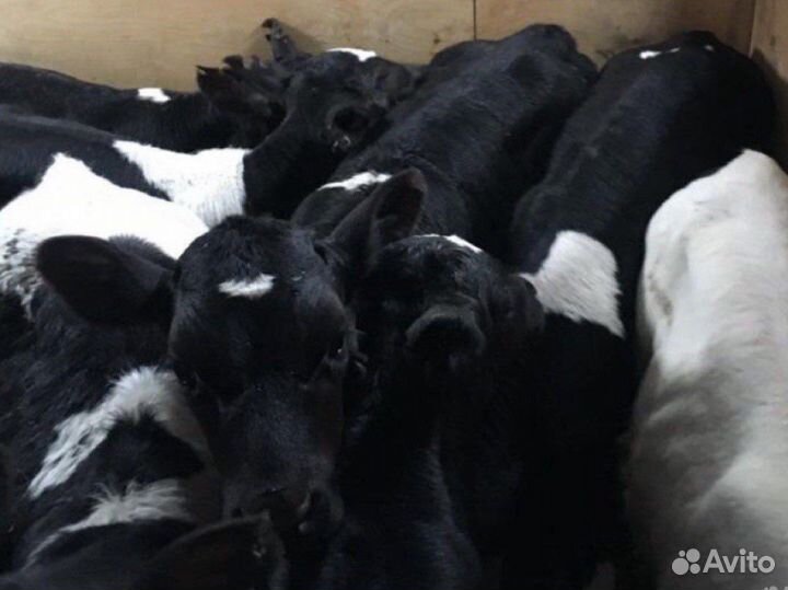 Телята бычки