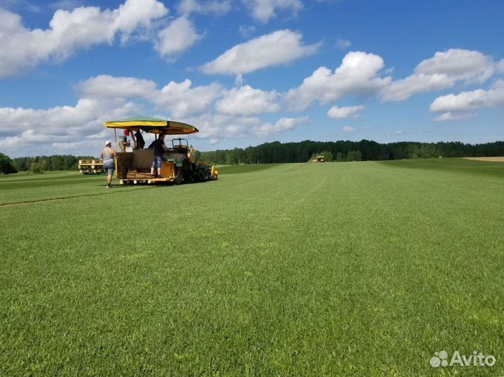 Рулонный газон