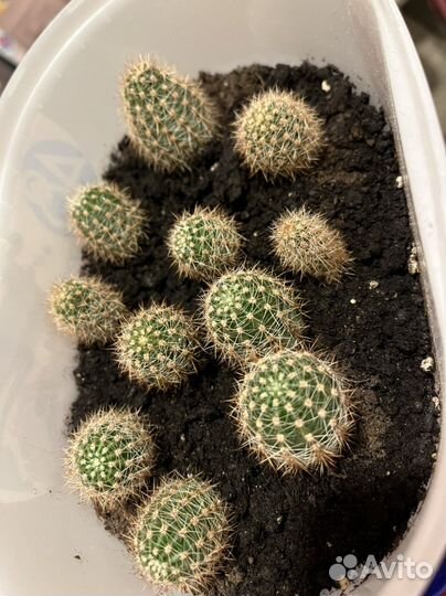 Кактусы малыши ищут дом