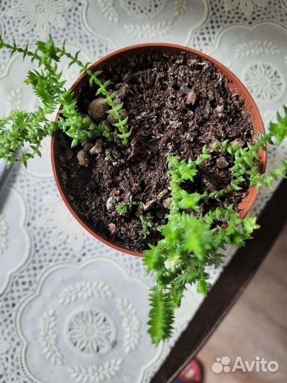 Красула плауновидная