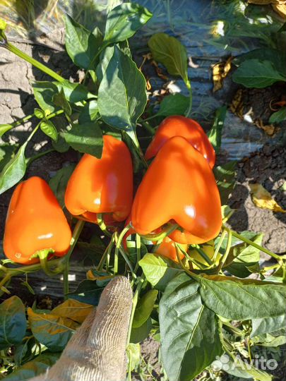 Укроп , перец