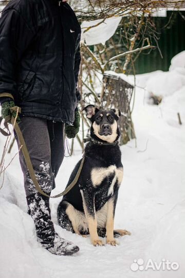 Эби бесплатно