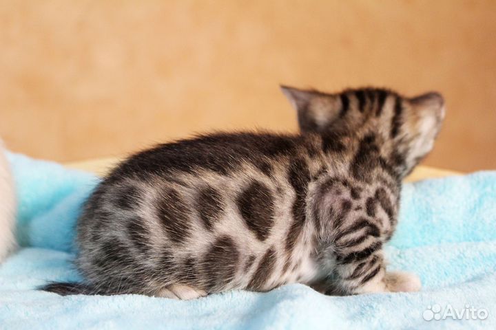 Бенгальские котята от чемпионов