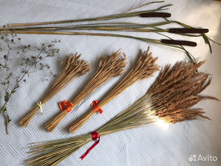 Сухоцветы для творчества пампасная трава камыши