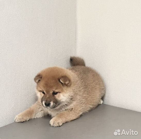 Сиба ину