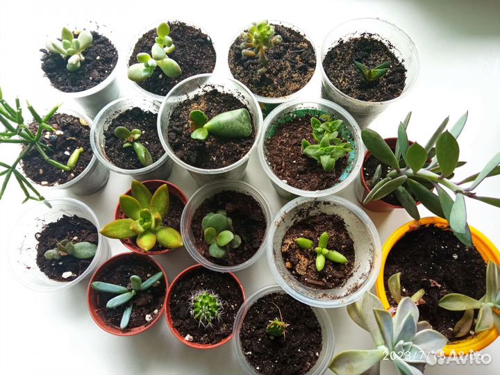 Суккуленты разные