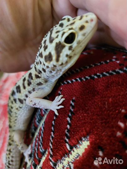 Геккон эублефар