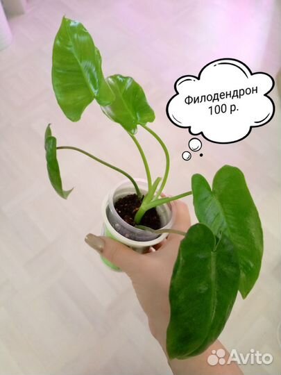 Филодендроны