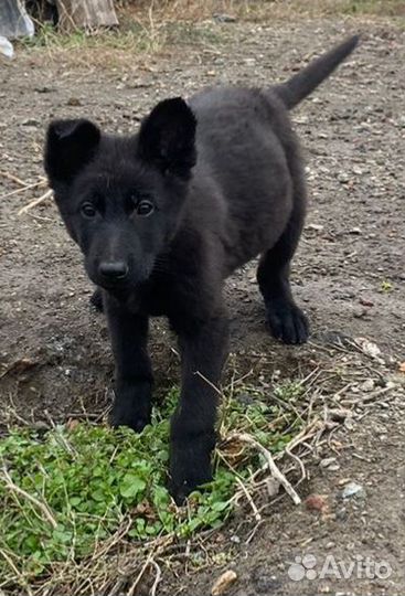 Щенки немецкой овчарки