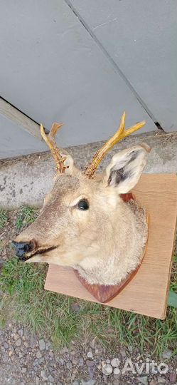 Чучело косули (голова с рожками)