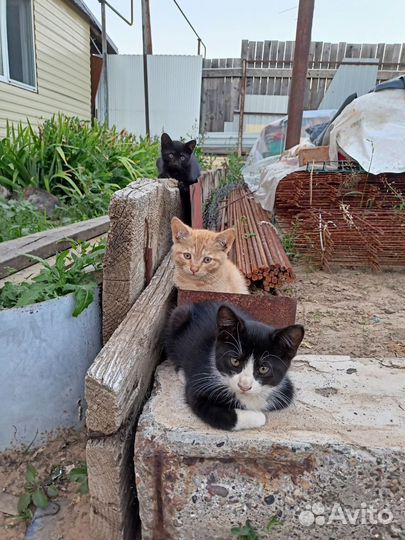 Котята в добрые руки мальчики