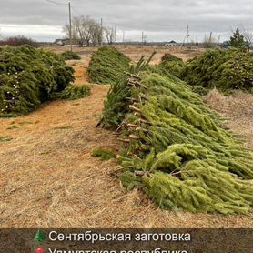 Сосна сентябрьская новогодняя оптом