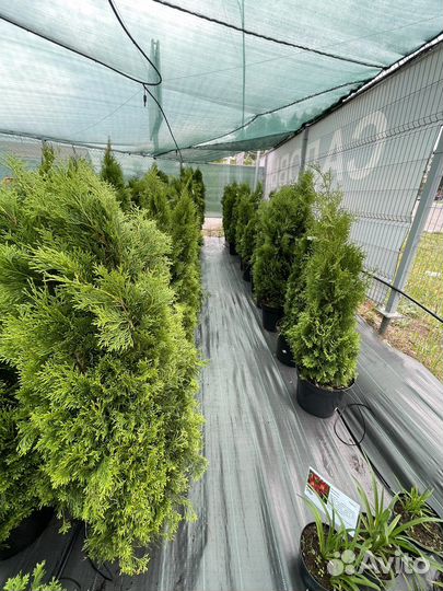 Туя смарагд, даника, холмструп, разные размеры