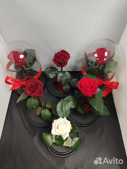 Роза в Колбе