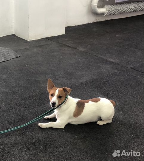 Дрессировка собак