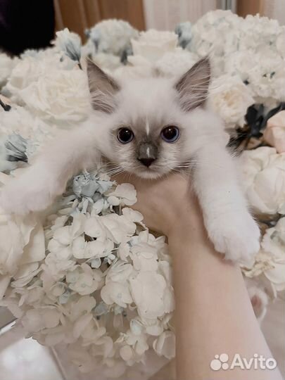Котята рэгдолл