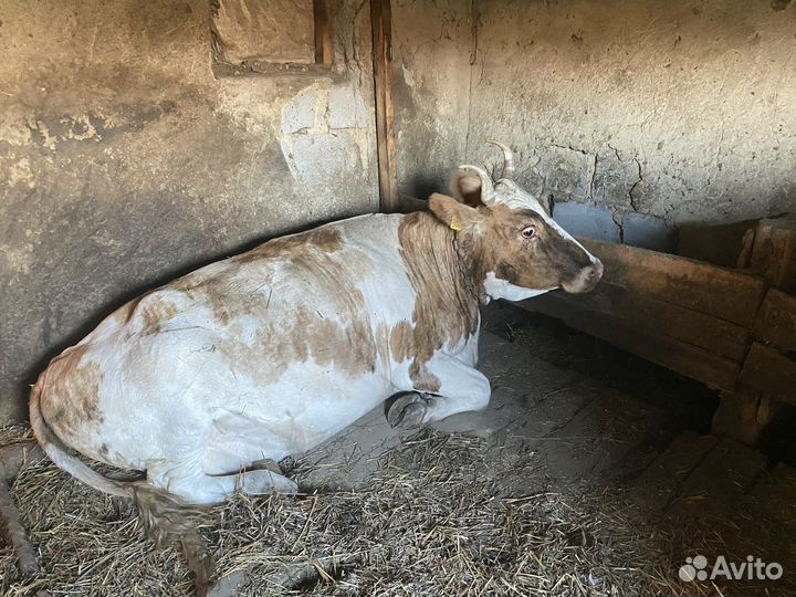 Телята бычки коровы