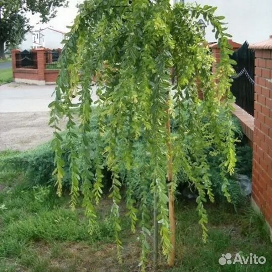 Ива плакучая на штамбе