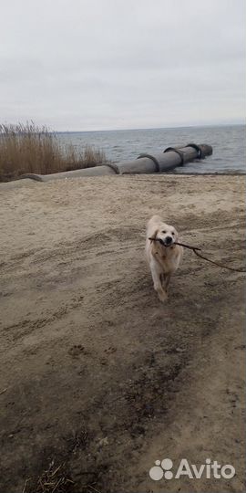 Голден ретривер Вязка